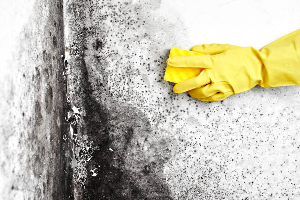 Best Mold Removal Company Near Me  in Mathews, LA