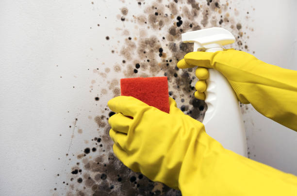 Best Mold Removal Process  in Mathews, LA