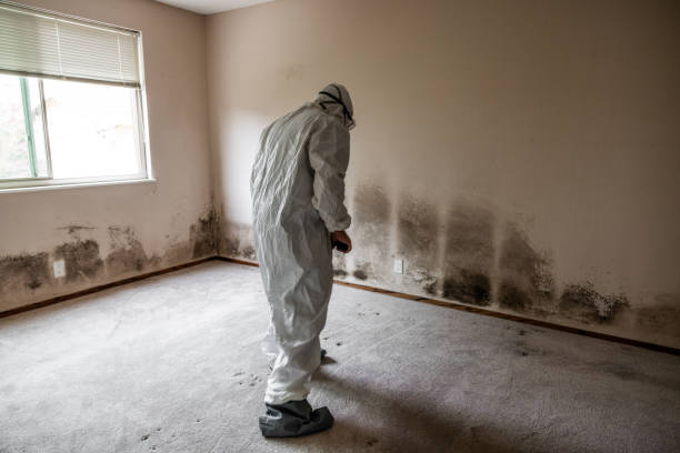 Reliable Mathews, LA Mold Removal Solutions