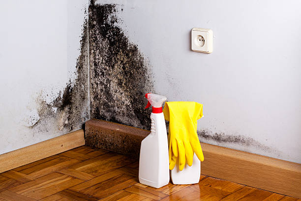 Mathews, LA Mold Removal Pros