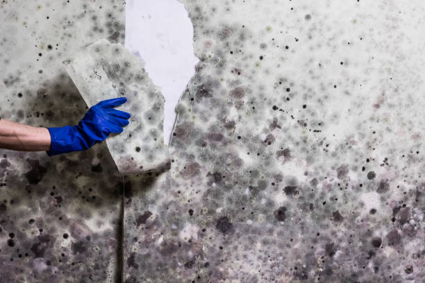 Best Mold Damage Repair  in Mathews, LA