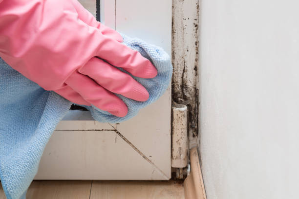 Best Toxic Mold Removal  in Mathews, LA